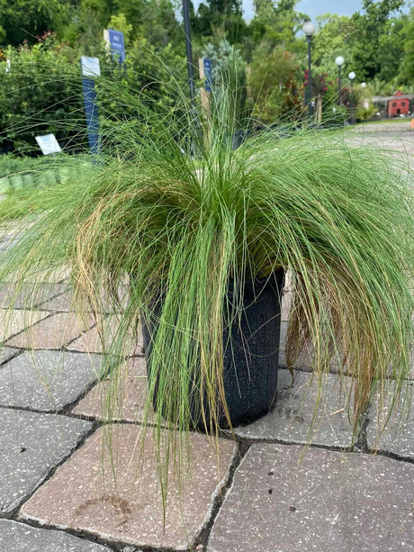 Mexican Feather Grass