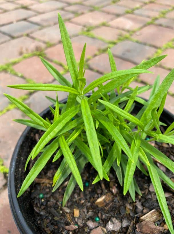 Milkweed