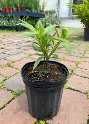 fertilizing milkweed plants Milkweed – Liberty Landscape Supply