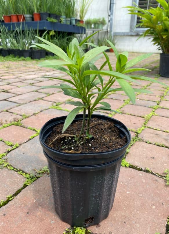 Milkweed – Liberty Landscape Supply