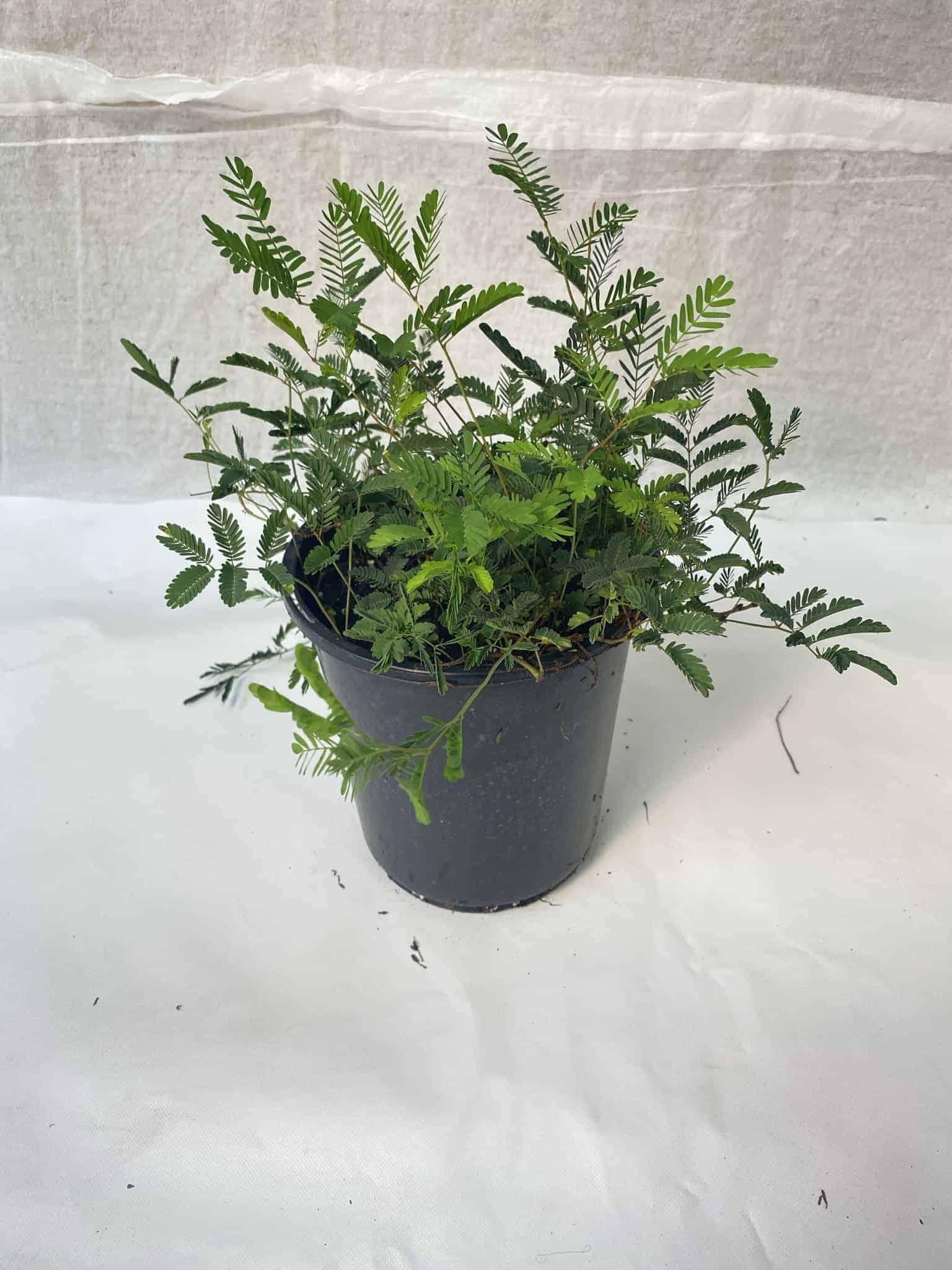 Sunshine Mimosa – Liberty Landscape Supply