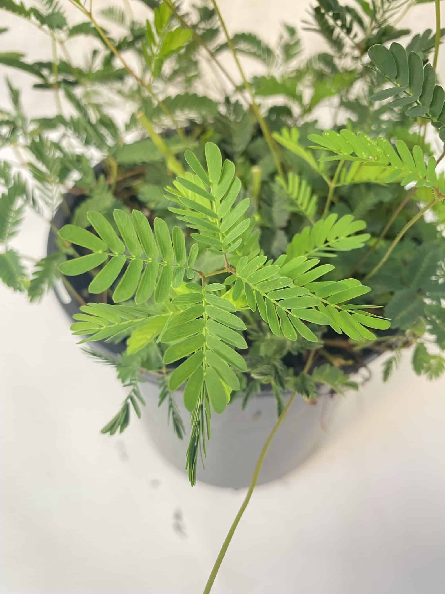 Sunshine Mimosa – Liberty Landscape Supply