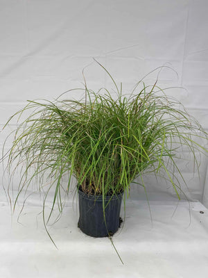 Miscanthus