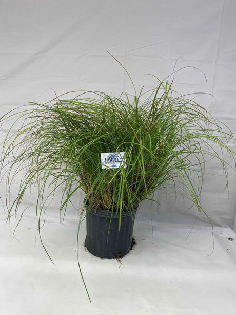 Miscanthus