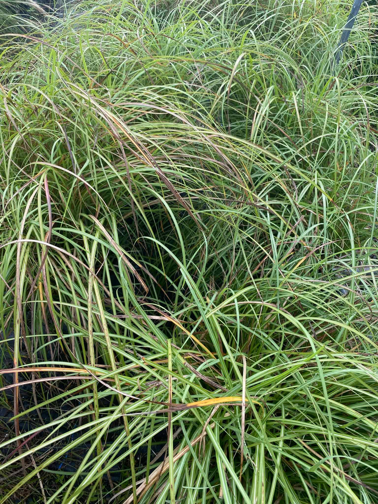 Miscanthus