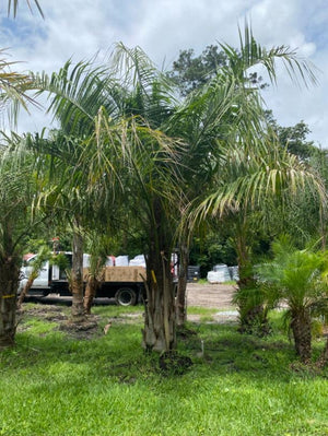 Mule Palm