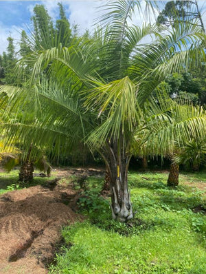 mullens plants and palms Mule Palm – Liberty Landscape Supply