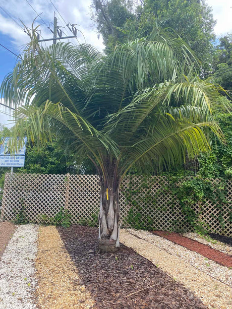 Mule Palm