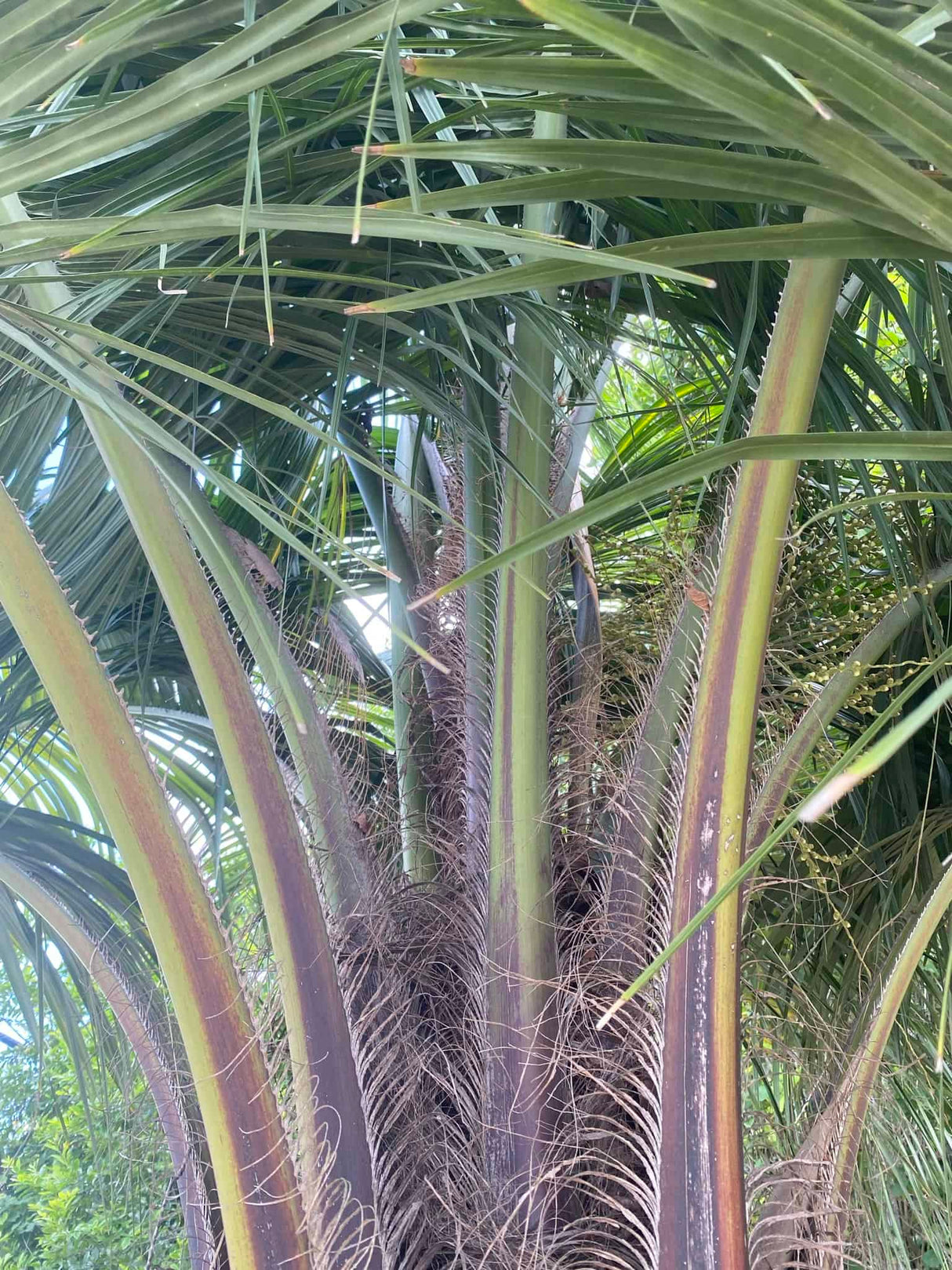 Mule Palm