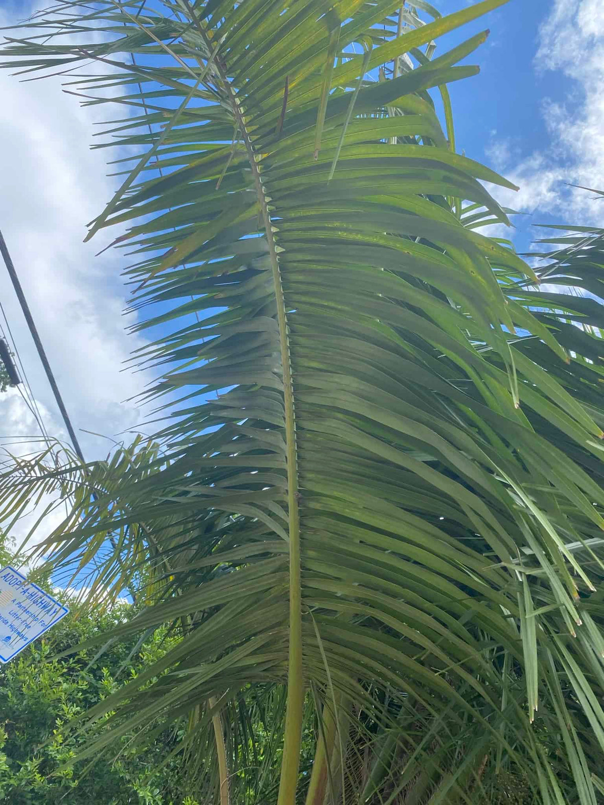 Mule Palm