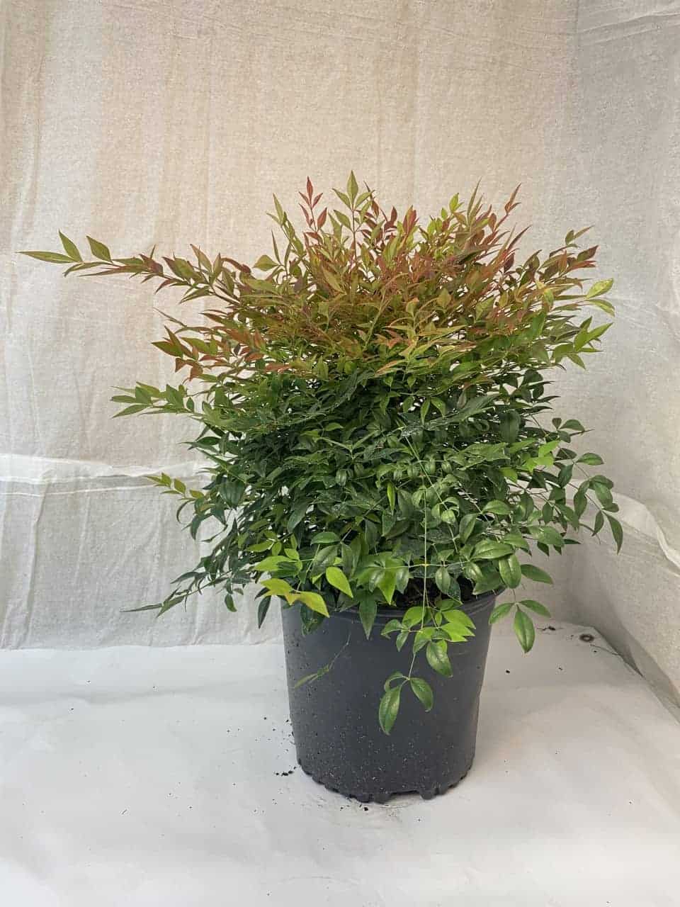 Nandina