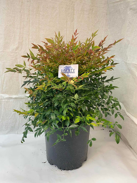 Nandina