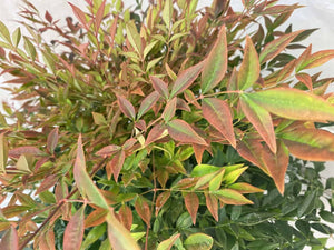 Nandina