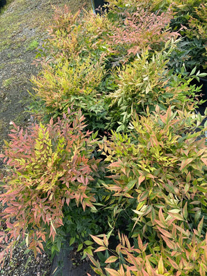 Nandina