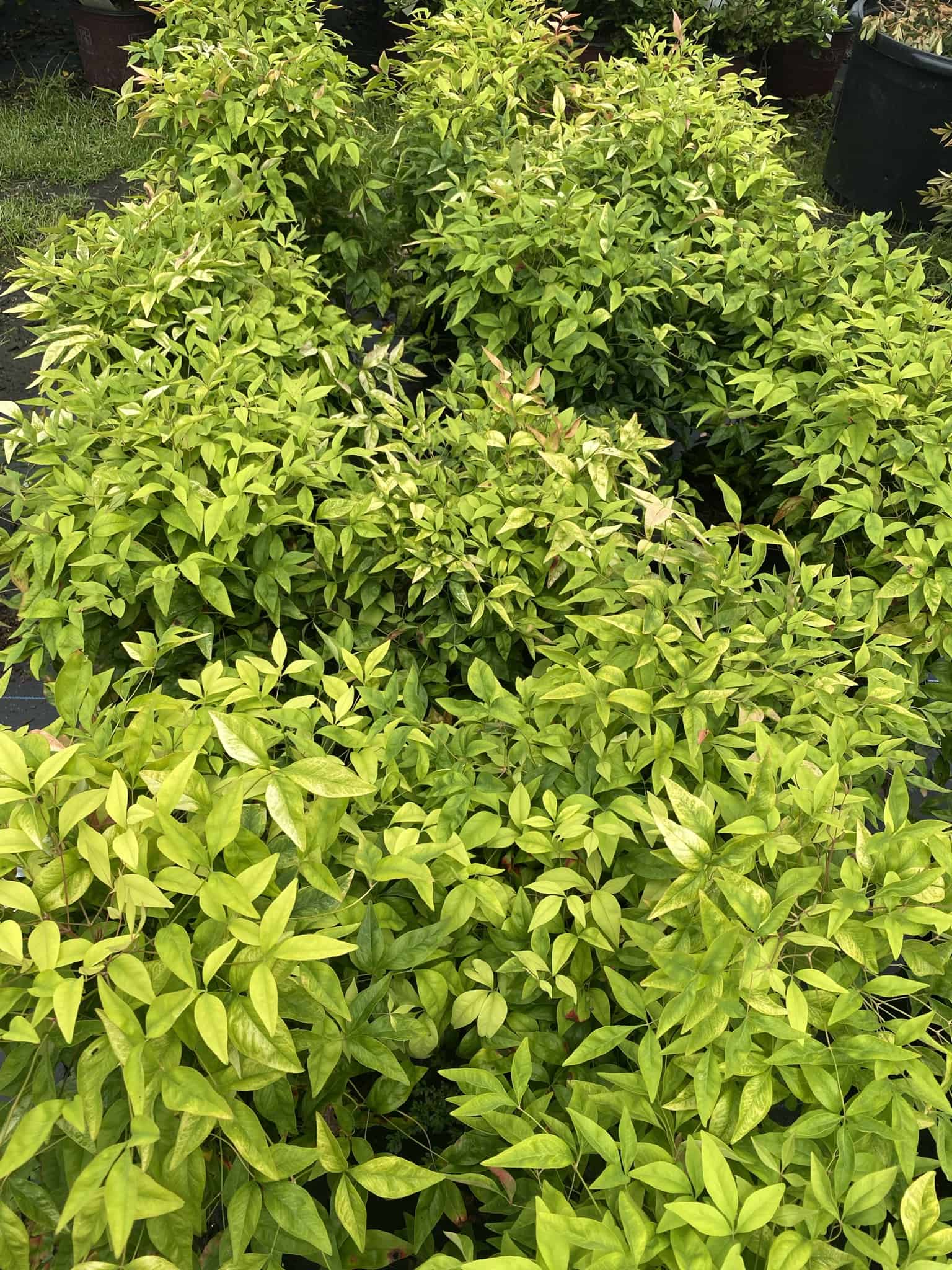 Nandina | Plants | Liberty Landscape Supply