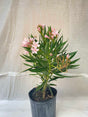 Oleander