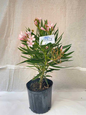 Oleander