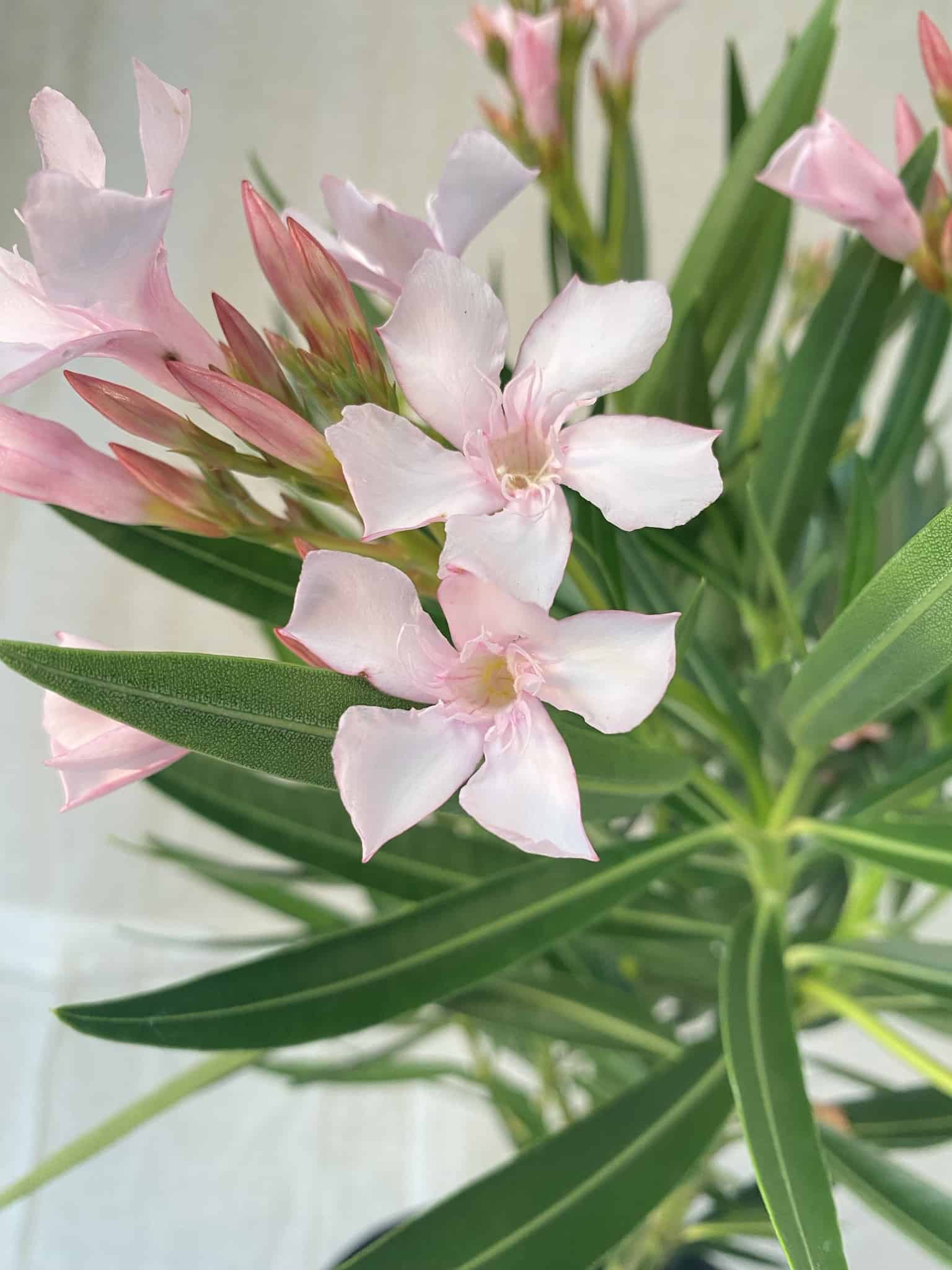 Oleander – Liberty Landscape Supply