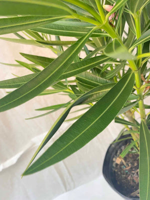 oleander indoor plant Oleander – Liberty Landscape Supply