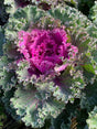 Ornamental Cabbage