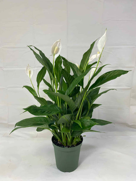 Peace Lily