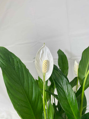 Peace Lily