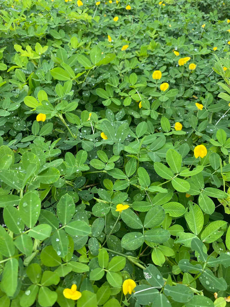 Perennial Peanut