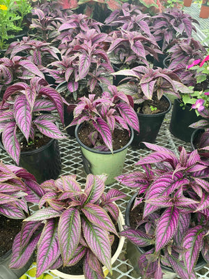 Persian Shield