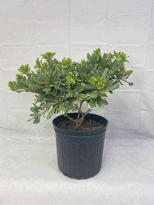 Pittosporum