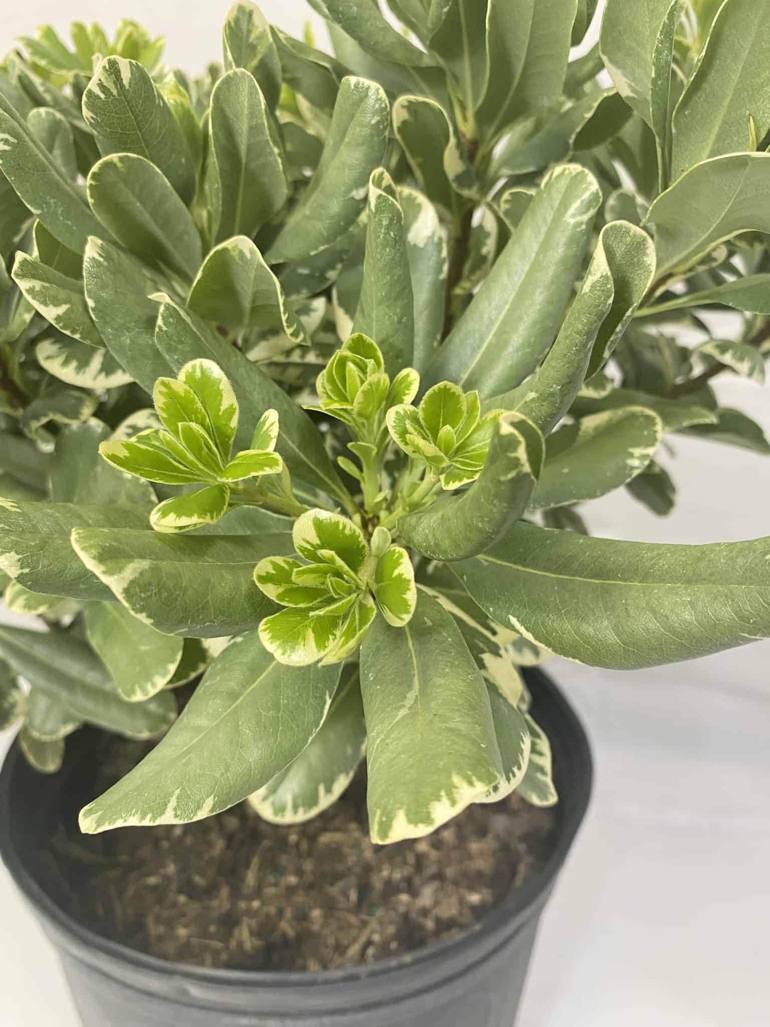 Pittosporum – Liberty Landscape Supply
