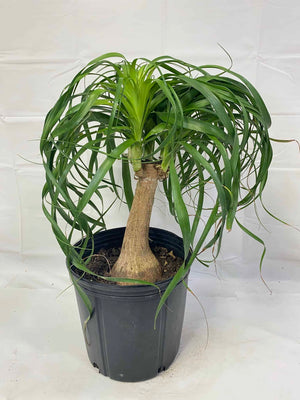 ponytail palm in pot outside Ponytail Palm – Liberty Landscape Supply