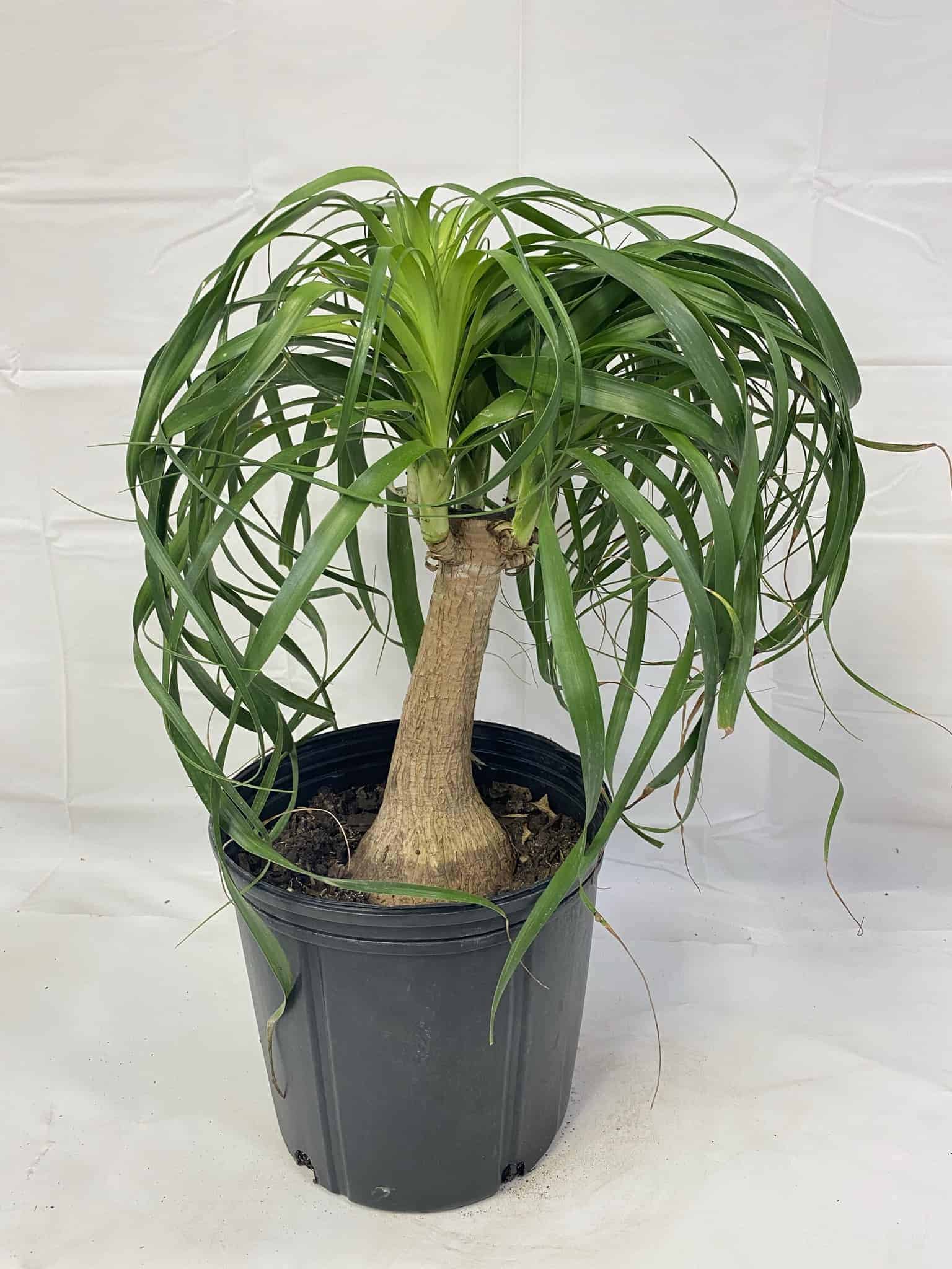 Ponytail Palm – Liberty Landscape Supply