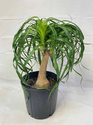 Ponytail Palm