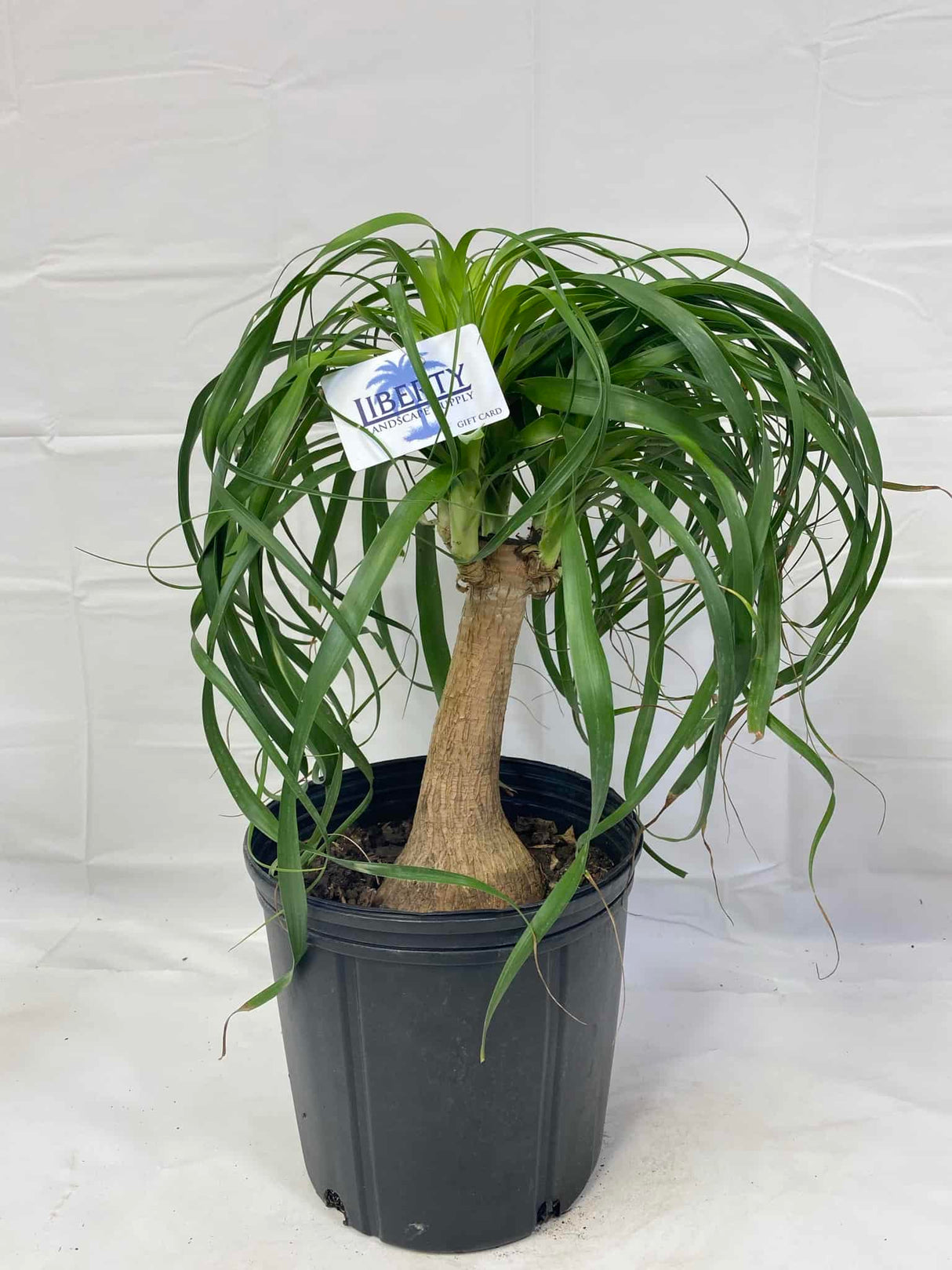 Ponytail Palm