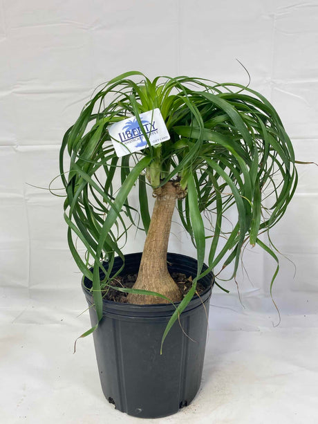 Ponytail Palm