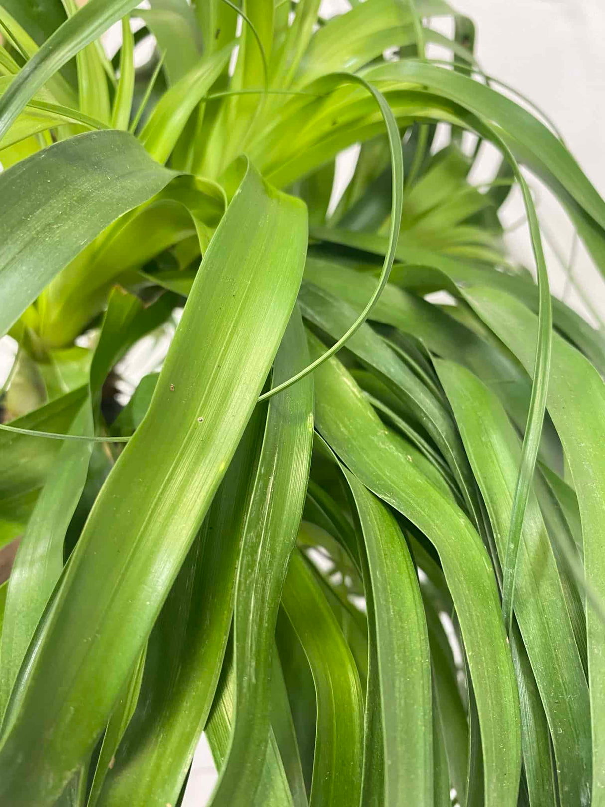 Ponytail Palm