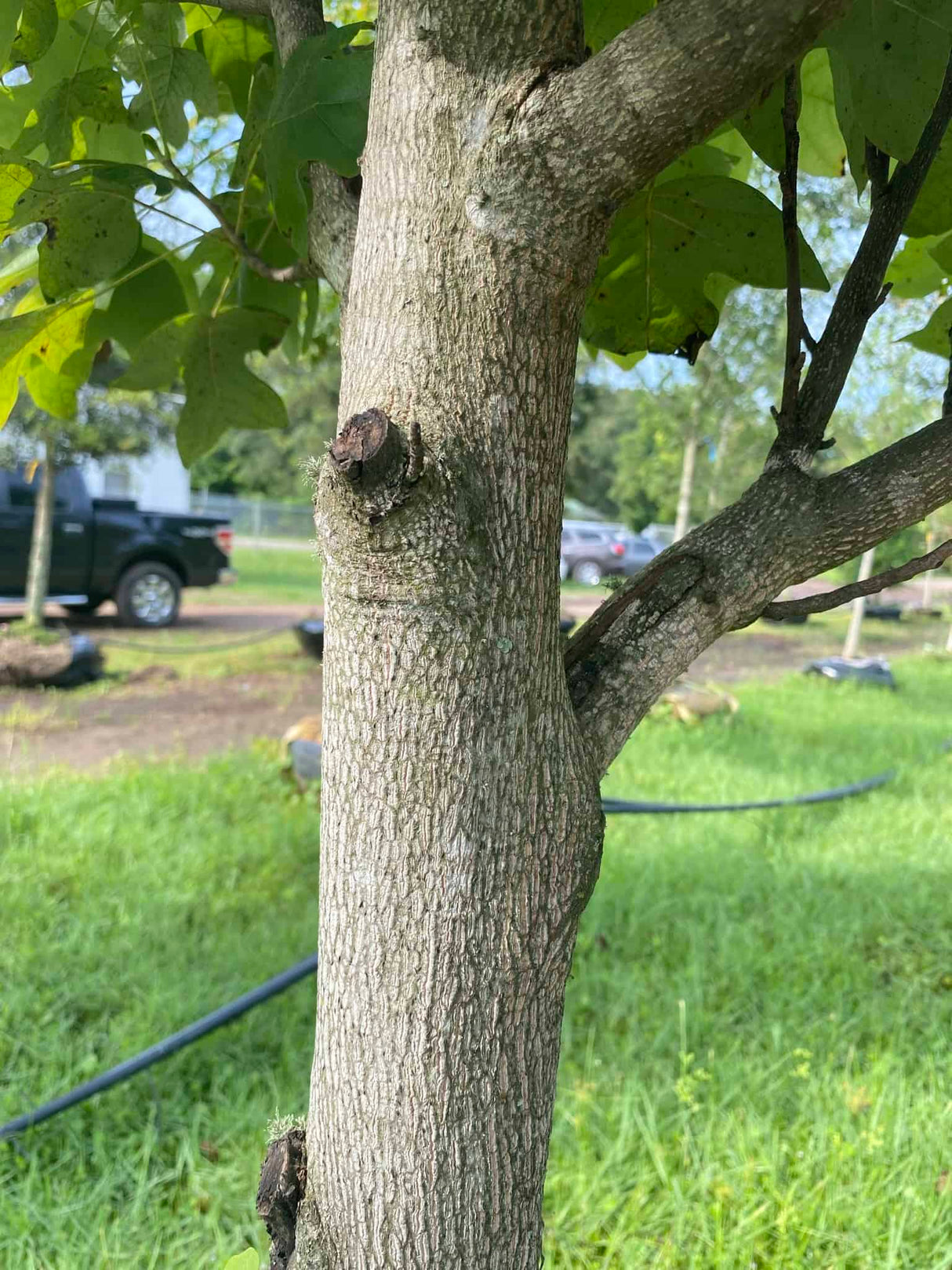 Tulip Poplar