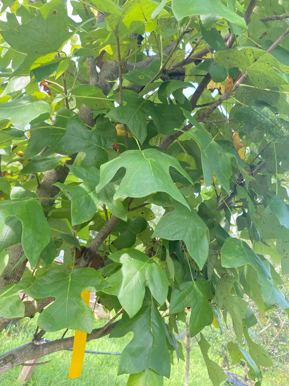 Tulip Poplar