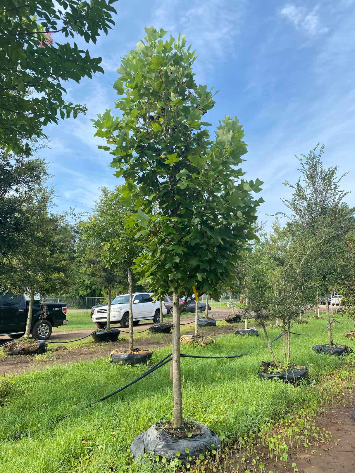 Tulip Poplar