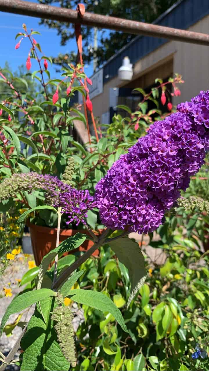 Buddleia