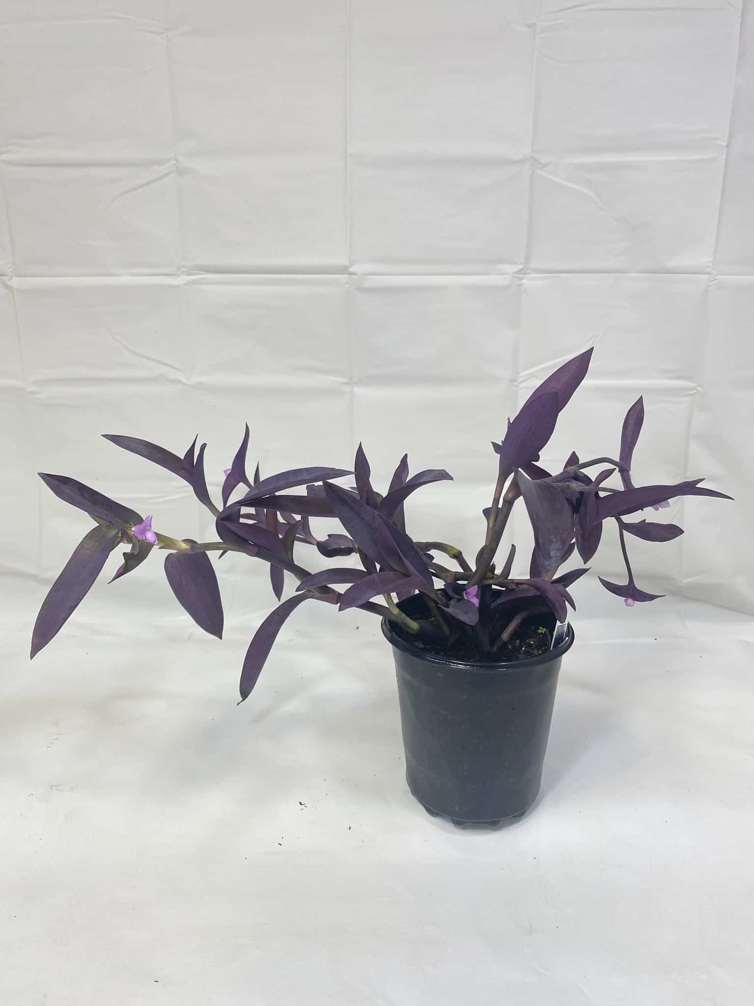 Purple Queen – Liberty Landscape Supply