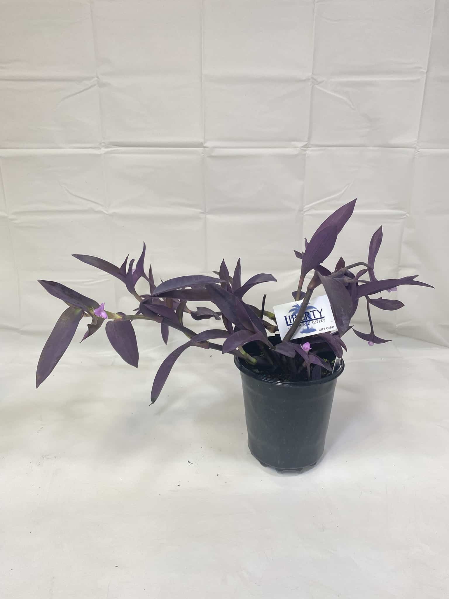 Purple Queen | Plants | Liberty Landscape Supply
