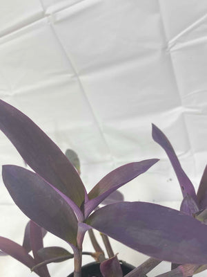 purple queen plant indoors Purple Queen – Liberty Landscape Supply