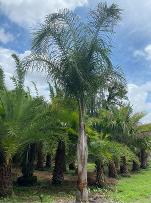 Queen Palm