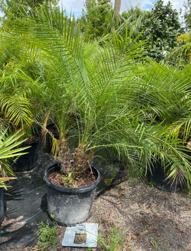 Roebelenii Palm