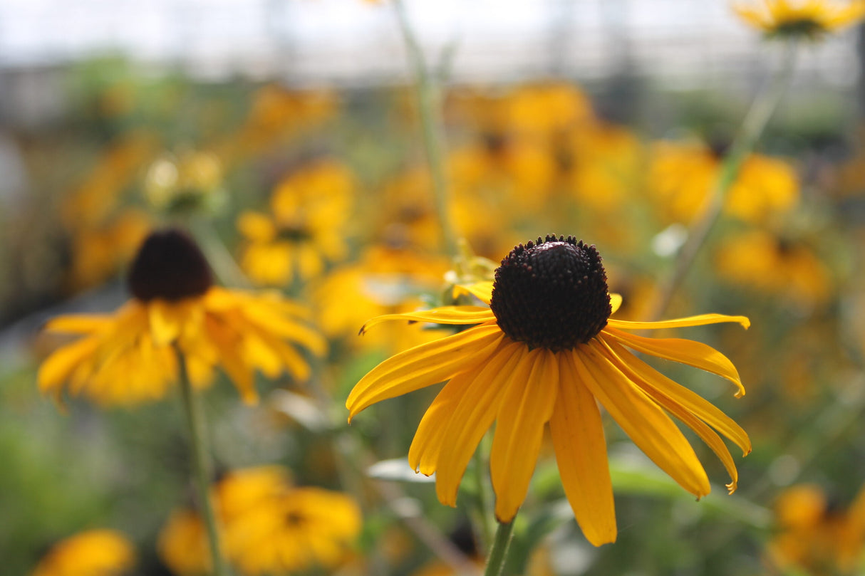 Rudbeckia