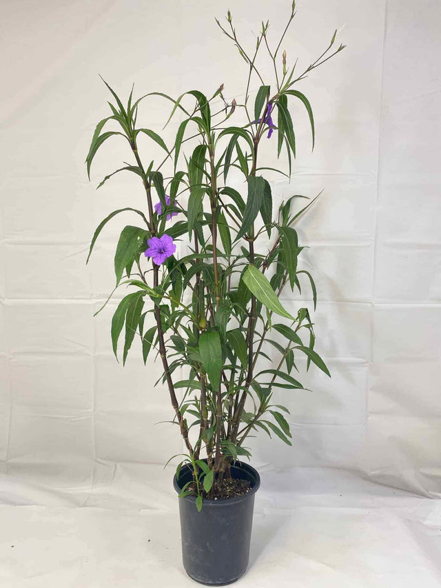 Ruellia