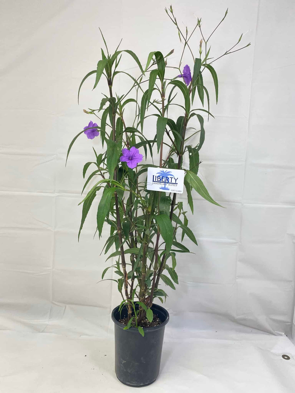 Ruellia