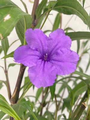 Ruellia