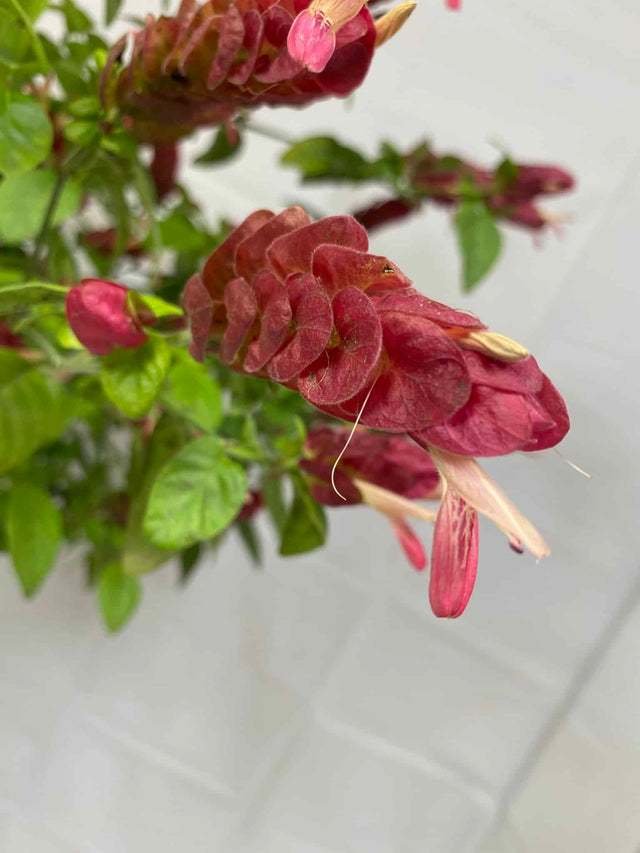 Shrimp Plant